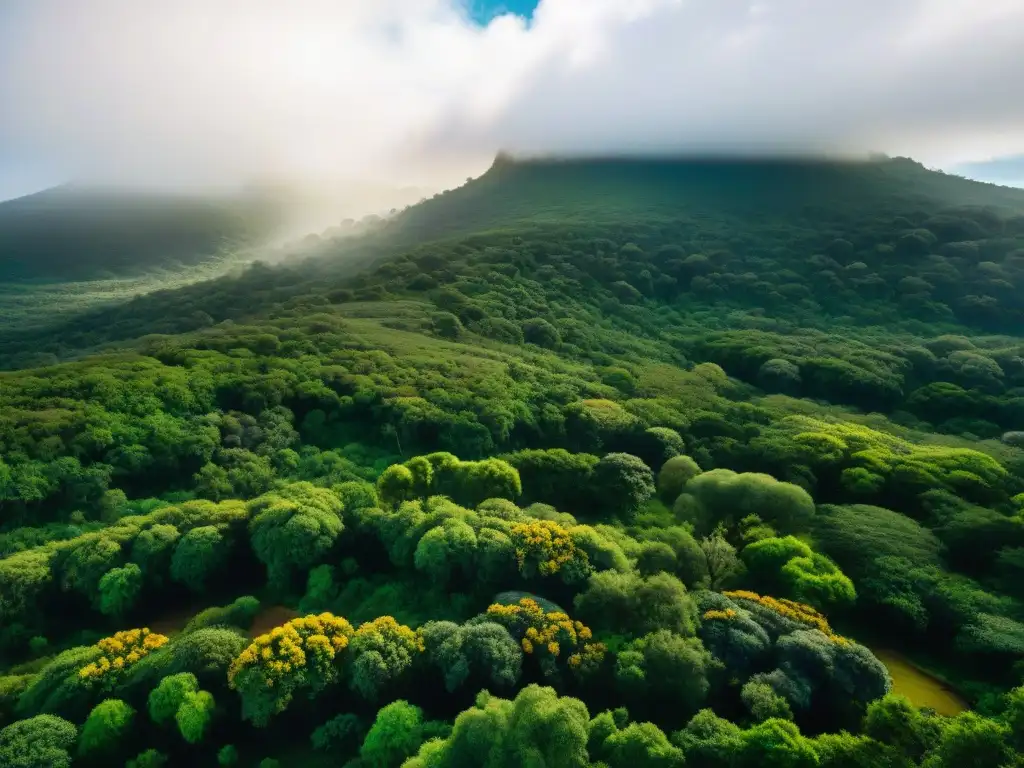 Explora la biodiversidad de Quebrada de los Cuervos en Uruguay, un paraíso verde vibrante